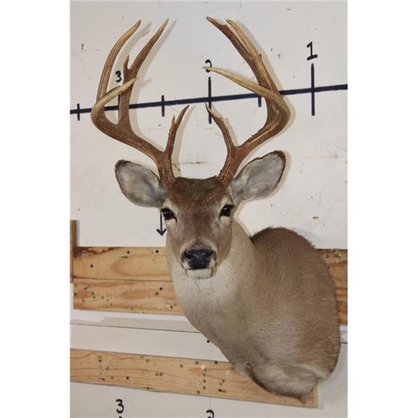 12-Point WHITETAIL DEER Shoulder Mount