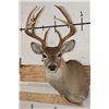 Image 1 : 12-Point WHITETAIL DEER Shoulder Mount