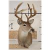 Image 2 : 12-Point WHITETAIL DEER Shoulder Mount