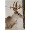 Image 3 : 12-Point WHITETAIL DEER Shoulder Mount