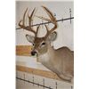Image 4 : 12-Point WHITETAIL DEER Shoulder Mount