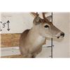 Image 5 : 12-Point WHITETAIL DEER Shoulder Mount