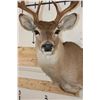 Image 6 : 12-Point WHITETAIL DEER Shoulder Mount