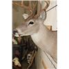 Image 7 : 12-Point WHITETAIL DEER Shoulder Mount