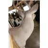 Image 8 : 12-Point WHITETAIL DEER Shoulder Mount