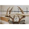 Image 9 : 12-Point WHITETAIL DEER Shoulder Mount