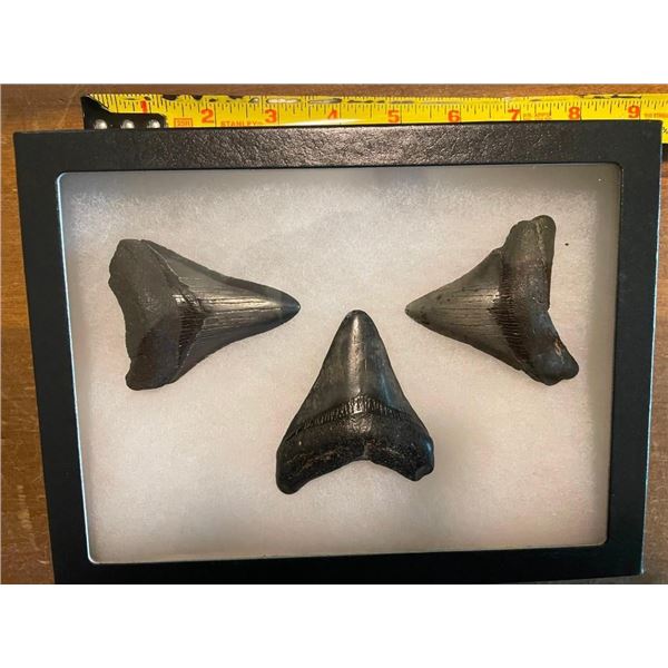 (3) MEGALODON SHARK Tooth Fossils in a Glass Display Case (ONE$)