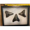 Image 1 : (3) MEGALODON SHARK Tooth Fossils in a Glass Display Case (ONE$)