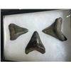Image 2 : (3) MEGALODON SHARK Tooth Fossils in a Glass Display Case (ONE$)