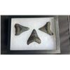 Image 3 : (3) MEGALODON SHARK Tooth Fossils in a Glass Display Case (ONE$)