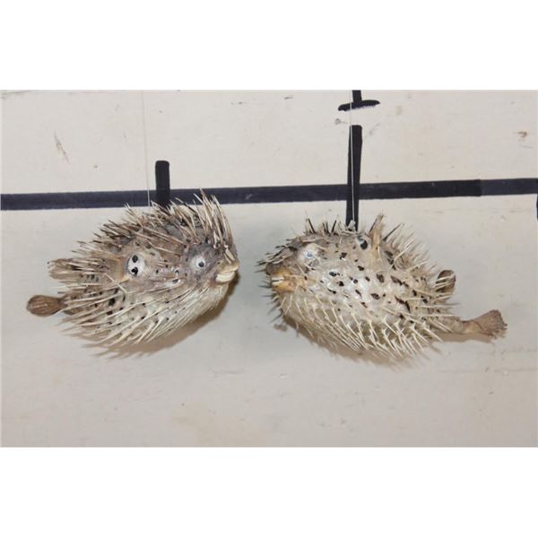 (2) BALLOONFISH aka "Long-spine PORCUPINE FISH" (ONE$)