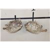 Image 1 : (2) BALLOONFISH aka "Long-spine PORCUPINE FISH" (ONE$)