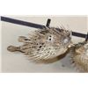 Image 3 : (2) BALLOONFISH aka "Long-spine PORCUPINE FISH" (ONE$)