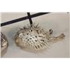 Image 4 : (2) BALLOONFISH aka "Long-spine PORCUPINE FISH" (ONE$)