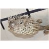 Image 8 : (2) BALLOONFISH aka "Long-spine PORCUPINE FISH" (ONE$)