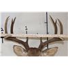 Image 10 : 10-Point WHITETAIL DEER Shoulder Mount