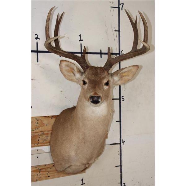 10-Point WHITETAIL DEER Shoulder Mount