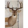 Image 1 : 10-Point WHITETAIL DEER Shoulder Mount