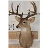 Image 2 : 10-Point WHITETAIL DEER Shoulder Mount