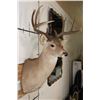 Image 4 : 10-Point WHITETAIL DEER Shoulder Mount