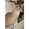 Image 5 : 10-Point WHITETAIL DEER Shoulder Mount