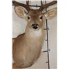 Image 6 : 10-Point WHITETAIL DEER Shoulder Mount