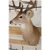 Image 8 : 10-Point WHITETAIL DEER Shoulder Mount
