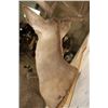 Image 9 : 10-Point WHITETAIL DEER Shoulder Mount