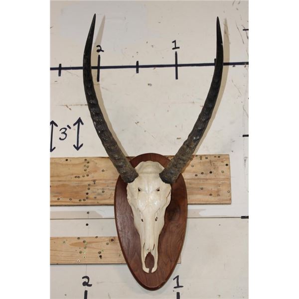 WATERBUCK Skull on a Wooden Plaque