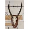 Image 1 : WATERBUCK Skull on a Wooden Plaque