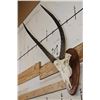 Image 2 : WATERBUCK Skull on a Wooden Plaque