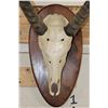 Image 5 : WATERBUCK Skull on a Wooden Plaque