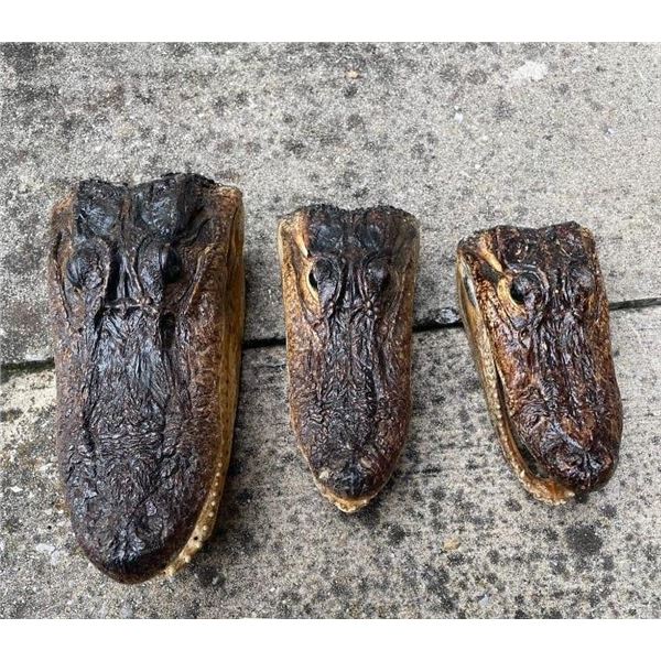 (3) ALLIGATOR Heads with All the Teeth and Glass Eyes (ONE$)