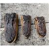 Image 1 : (3) ALLIGATOR Heads with All the Teeth and Glass Eyes (ONE$)