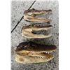 Image 2 : (3) ALLIGATOR Heads with All the Teeth and Glass Eyes (ONE$)