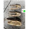 Image 3 : (3) ALLIGATOR Heads with All the Teeth and Glass Eyes (ONE$)