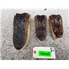 Image 4 : (3) ALLIGATOR Heads with All the Teeth and Glass Eyes (ONE$)
