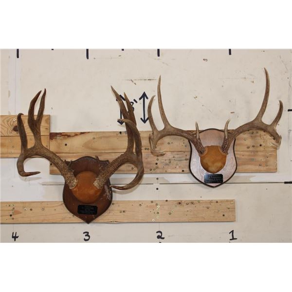 (1) MULE DEER Antler Rack and (1) WHITETAIL DEER Antler Rack Mounted on Wooden Plaques (ONE$)