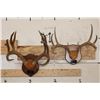 Image 1 : (1) MULE DEER Antler Rack and (1) WHITETAIL DEER Antler Rack Mounted on Wooden Plaques (ONE$)
