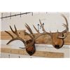 Image 2 : (1) MULE DEER Antler Rack and (1) WHITETAIL DEER Antler Rack Mounted on Wooden Plaques (ONE$)