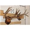 Image 3 : (1) MULE DEER Antler Rack and (1) WHITETAIL DEER Antler Rack Mounted on Wooden Plaques (ONE$)