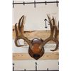 Image 4 : (1) MULE DEER Antler Rack and (1) WHITETAIL DEER Antler Rack Mounted on Wooden Plaques (ONE$)