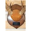 Image 5 : (1) MULE DEER Antler Rack and (1) WHITETAIL DEER Antler Rack Mounted on Wooden Plaques (ONE$)