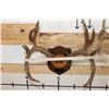Image 6 : (1) MULE DEER Antler Rack and (1) WHITETAIL DEER Antler Rack Mounted on Wooden Plaques (ONE$)