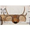 Image 7 : (1) MULE DEER Antler Rack and (1) WHITETAIL DEER Antler Rack Mounted on Wooden Plaques (ONE$)