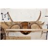 Image 9 : (1) MULE DEER Antler Rack and (1) WHITETAIL DEER Antler Rack Mounted on Wooden Plaques (ONE$)