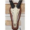 Image 5 : Big TOPI Skull on a Wooden Plaque with All its Teeth