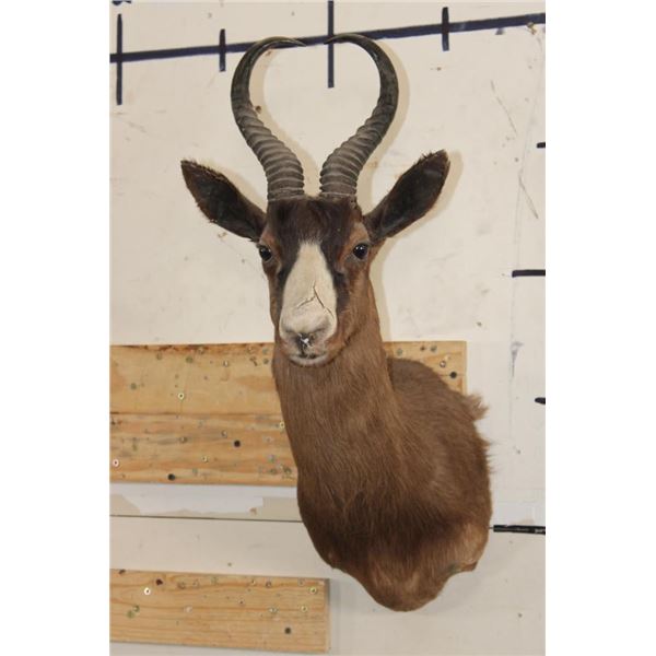 CHOCOLATE SPRINGBOK Shoulder Mount