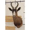 Image 1 : CHOCOLATE SPRINGBOK Shoulder Mount