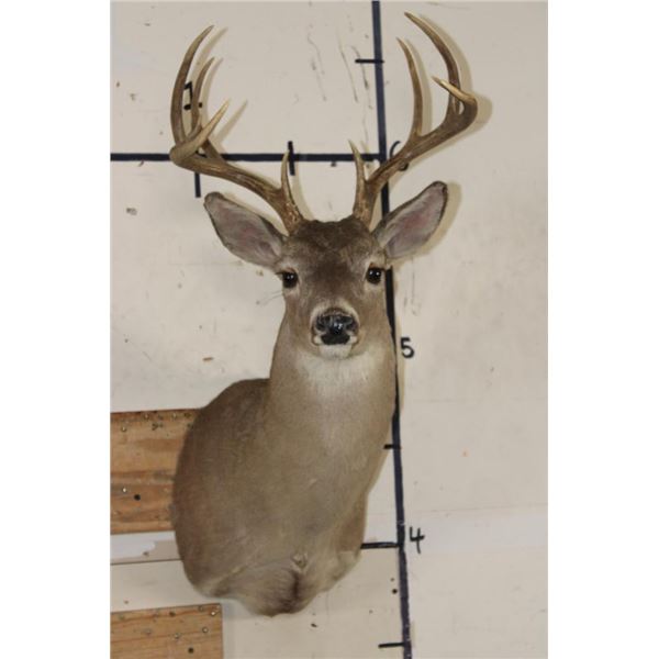 10-Point WHITETAIL DEER Shoulder Mount